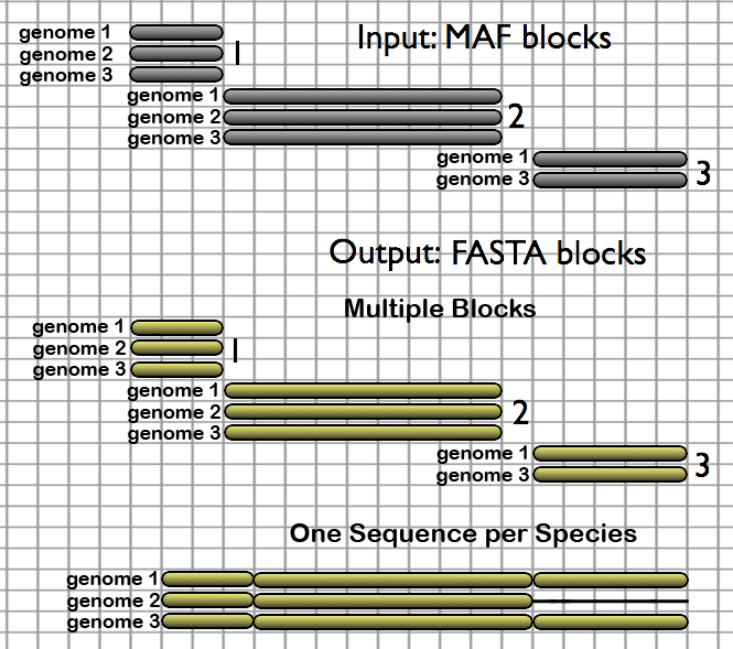 Here, the two output styles of the MAF to FASTA tool are illustrated, one which creates a one-to-one mapping of MAF blocks to FASTA blocks and another which creates a single concatenated multiple-species FASTA block, where species which are absent from a particular block have their sequence filled in with gap characters. 