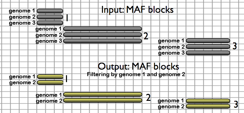The Filter MAF blocks by Species tool allows users to remove undesired species from alignments.  When species are removed from an alignment set, alignment columns that now contain only gaps are collapsed (excluded from the output).