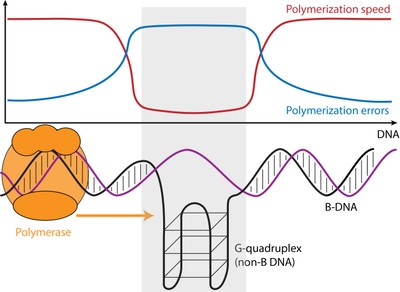 The speed and error rate of DNA Synthesis differs between regions of the genome that form the usual DNA structure (B DNA) and those regions that can form other structures (non-B DNA). Regions that can form G-quadruplexes (illustrated) slow down DNA synthesis and increase error rates, other non-B DNA structures can have the opposite effect. This phenomenon could help explain increased human genetic variation and increased divergence between human and orangutan at these sites and has implications for understanding cancer and neurological diseases associated with non-B DNA.<br><br>Image credit: Wilfried Guiblet, Penn State