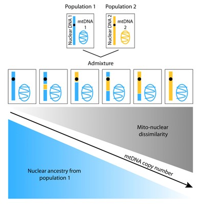 Differences in geographic origin of a person’s mitochondrial and nuclear genomes due to admixture can affect function of mitochondria, energy-generating organelles located inside cells that have their own separate genome. A new study reveals that mitochondrial DNA (mtDNA) copy number decreases with increasing “mito-nuclear” dissimilarity in geographic origins of the mitochondrial and nuclear genomes (e.g. as the proportion of nuclear DNA from population 1 decrease).<br><br>Image credit: Arslan Zaidi.