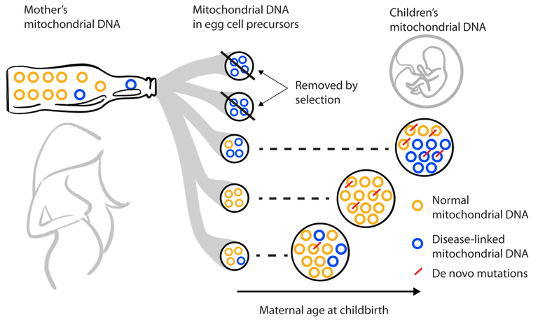 The study identified a drastic bottleneck, in which only seven to ten of the mother’s thousands of copies of mitochondrial DNA get passed on to each child. Because of the timing of the bottleneck, different copies may be passed to different children, and copies with disease-causing mutations (blue) could be passed on to only some children. A process called natural selection helps purge the precursors of egg cells with too many disease-causing copies. Children born to older mothers have more copies of mitochondrial DNA with mutations, which may have important implications for genetic counseling of women planning pregnancies.  <strong>IMAGE: ARSLAN ZAIDI AND KATERYNA MAKOVA, PENN STATE</strong>