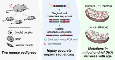 Older mice have more new mutations in the genomes of their mitochondria than young mice. Researchers compared the DNA sequence of mitochondrial genomes from muscle cells, brain cells, and single female reproductive cells--oocytes (left) using an extremely accurate DNA sequencing technology called duplex sequencing (center) and found that mutations accumulated during the lifetime of the older mice (right).