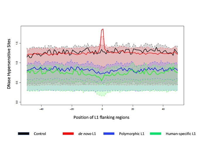 Comparisons of DNase Hypersensitive Site (DHS) signals among L1 flanking regions and control.The figure illustrates the distribution of one genomic feature (DHS) surrounding de novo, polymorphic, human-specific L1s, and control regions. The X-axis indicates the position of L1 flanking regions (in kb from L1 insertion site), and the Y-axis shows the average number of DHS sites in each 1-kb window. **IMAGE: DI CHEN AND MARZIA CREMONA**