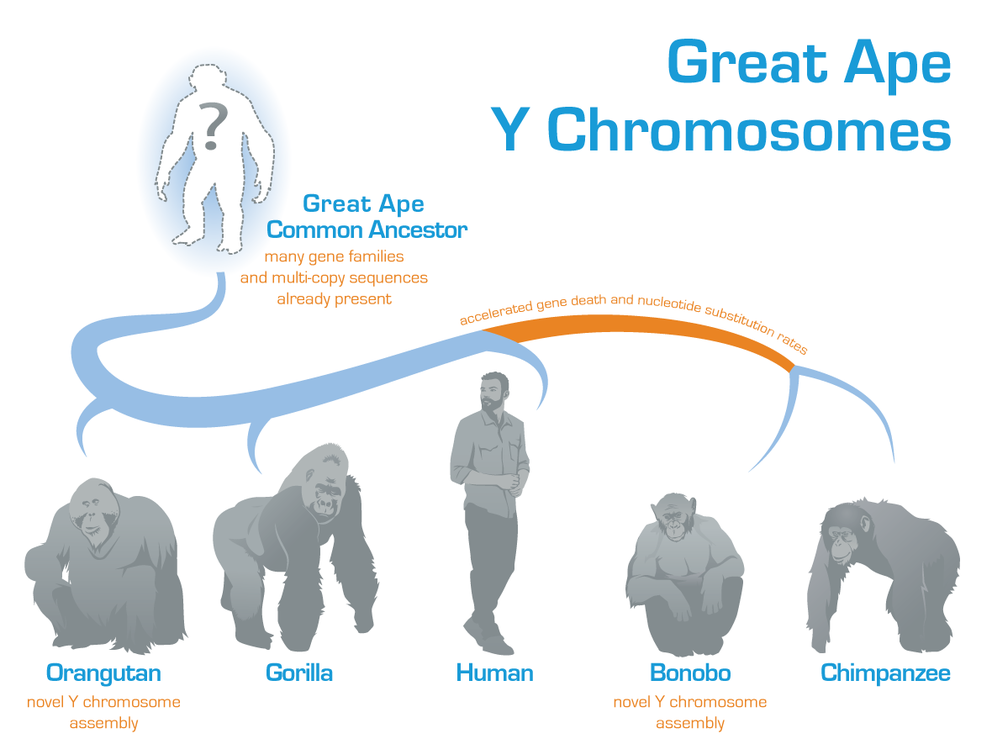 Researchers have reconstructed the ancestral sequence of the great ape Y chromosome by comparing three existing (gorilla, human, and chimpanzee) and two newly generated (orangutan and bonobo) Y chromosome assemblies. The new research shows that many gene families and multi-copy sequences were already present in the great ape Y common ancestor and that the chimpanzee and bonobo lineages experienced accelerated gene death and nucleotide substitution rates after their divergence from the human lineage. **IMAGE: DANI ZEMBA AND MONIKA CECHOVA, PENN STATE**