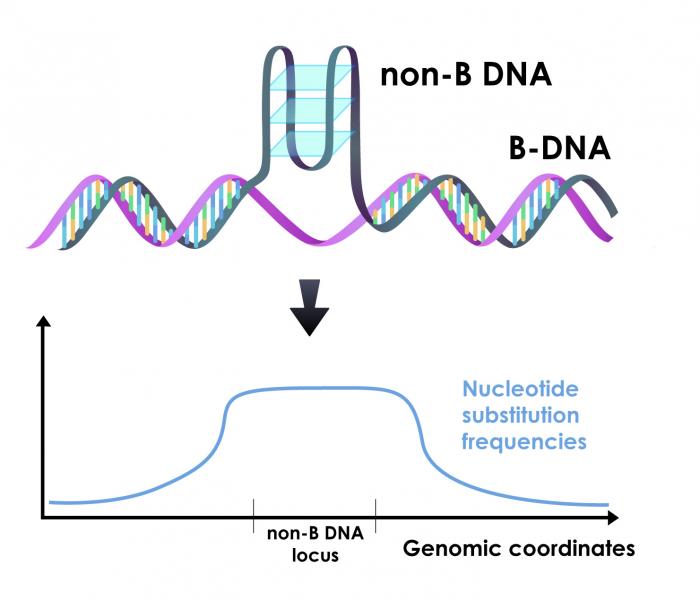 New research shows that DNA that folds into conformations other than the classic double helix (non-B DNA), which includes as much as 13% of the human genome, leads to elevated nucleotide substitution rates in both the non-B motifs themselves and their flanking regions. These elevated mutation rates are a major contributor to the regional variation in mutation rates across the genome. Credit: Wilfried Guiblet and Dani Zemba, Penn State