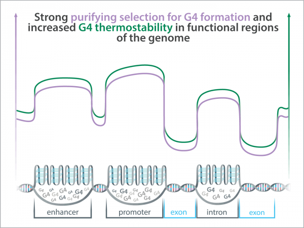 *Illustration showing trends in the levels of purifying selection (purple) and thermostability (green) in G-quadruplexes (G4s)—sequences in the human genome that can fold into unusual three-dimensional structures—across different regions of the genome (shown at bottom). A new genome-wide study shows increased selection and stability of G4s in gene-regulatory regions and suggests that the unusual structures should be added to the list of functional elements in the genome.* ***Credit: Kateryna Makova and Dani Zemba, Penn State***