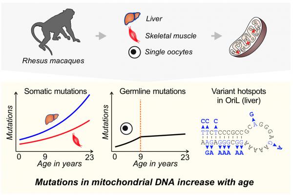 A new study shows that mutation frequencies in mitochondrial DNA are lower, and increase less with age, in the precursors of egg cells than in the cells of other tissues in a primate. Mitochondrial DNA was sequenced in liver, skeletal muscle, and single oocyte samples from 1- to 23-year-old rhesus macaques. New mutations increased with age the fastest in liver, and the slowest in oocytes. Mutation frequency in oocytes increased only until the age of 9 years. The light-strand origin of replication (OriL), the region responsible for copying the mitochondrial genomes, was found to be a hotspot of mutation accumulation with aging in liver. Credit: Barbara Arbeithuber