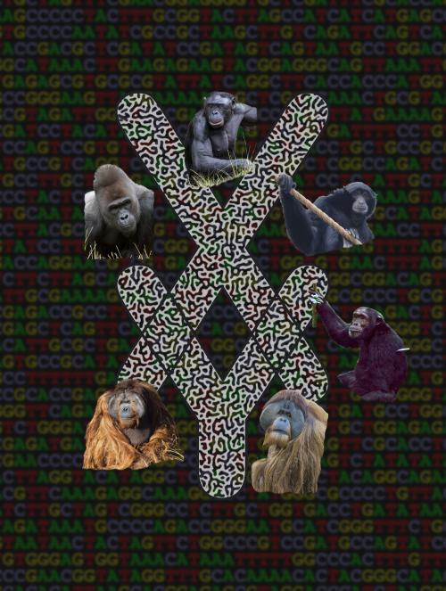 Newly generated, complete genomes for the sex chromosomes of six primate species — produced by an international collaboration led by researchers at Penn State and the National Human Genome Research Institute — reveal rapid evolution on the Y chromosome among apes. These results may inform conservation of these endangered species and shed light on sex-related genetic diseases in both humans and our closest living relatives. **Credit: Design: Bob Harris; Photography: San Diego Zoo and Tulsa Zoo.**