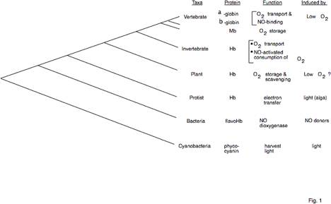 invertebrate phylogenetic tree. The phylogenetic tree on the