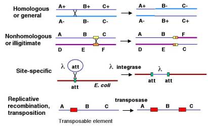 Schematic depiction of the single-step double recombination