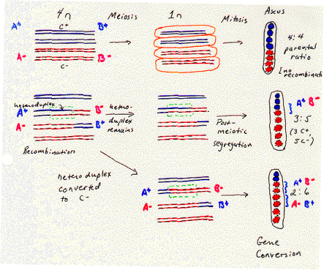 DNA sequence flanking the 6-kb deletion. Uppercase letter: sequence