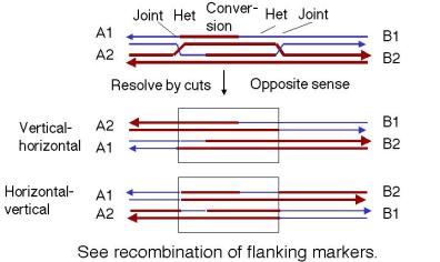 Schematic depiction of the single-step double recombination