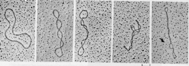 Chromosome Structure