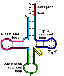 tRNA structure and function