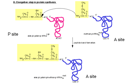 protein translation synthesis peptidyl transferase reaction trna structure synthetase figure elongation