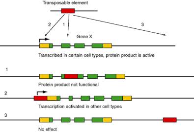 Molecular Expressions Microscopy Primer: Photomicrography - Black