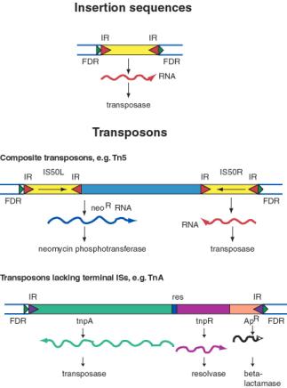 duplication of dna. 5. duplication, rearrangmnent