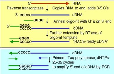 race assay