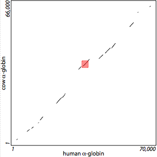 alpha-globin: gapped blocks with chaining