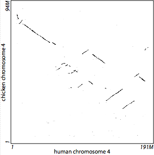 human vs. chicken: low sensitivity