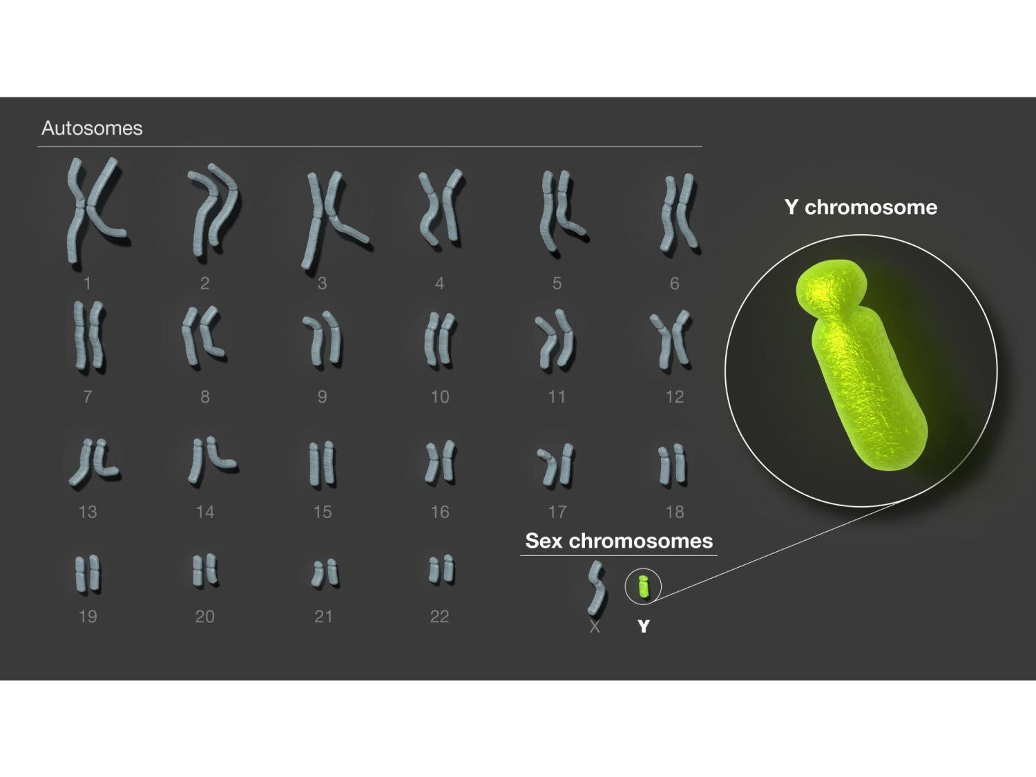 Researchers determined the full sequence of the human Y chromosome for the first time. Humans have 23 pairs of chromosomes, and Y is the smallest and last to be assembled.  **Credit: Provided by the National Institutes of Health. All Rights Reserved.**
