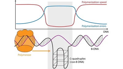 Non-B DNA and microsatellite variation and evolution featured image