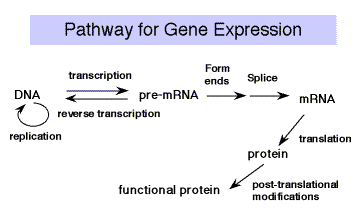 How many nucleotides make up a codon?